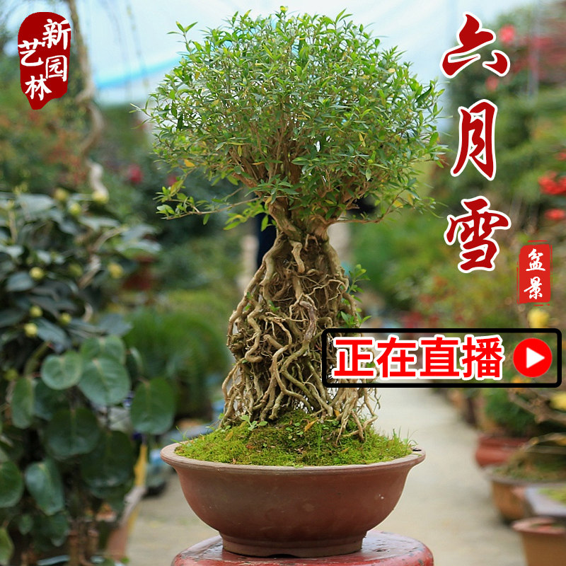 小叶六月雪老桩满天星提根盆景室内好养活绿植办公桌植物客厅盆栽|msdalam kategori penghantaran bunga/bunga simulasi/tumbuhan berkebun, bunga/Tumbuh-tumbuhan tumbuh-tumbuhan pasu (baru), tumbuh-tumbuhan hijau - dari Buy2taobao.com untuk memberikan perkhidmatan ejen Taobao profesional membeli