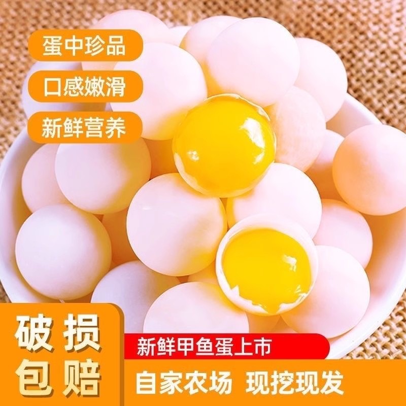 120枚防破损精品十年老鳖甲鱼其它