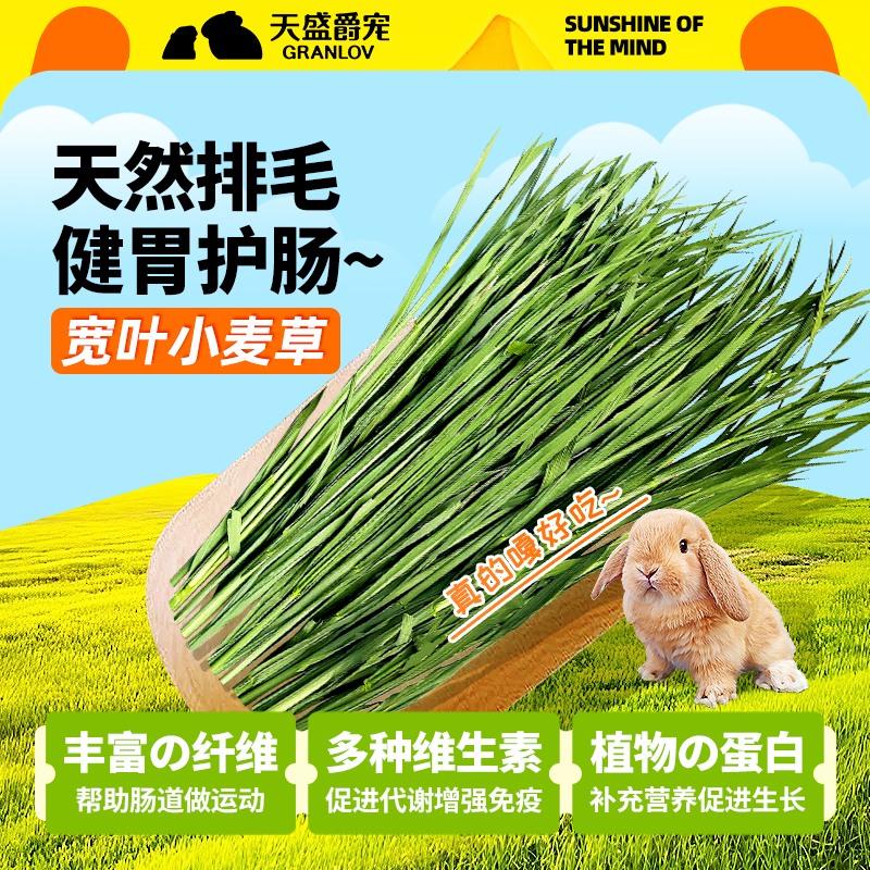 烘干多叶小麦草精品嫩绿牧草
