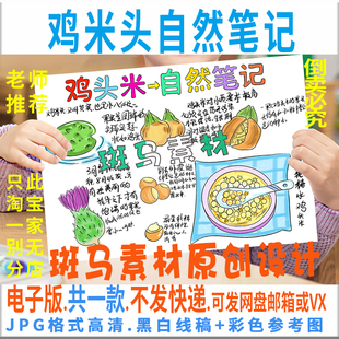 B904鸡米头自然笔记芡实植物生长日记手抄报模板黑白线稿空白涂色