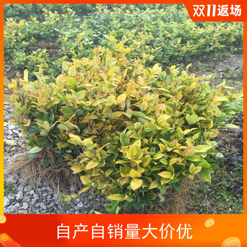 金森女贞四季常青庭院绿化植物