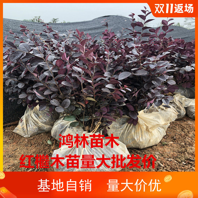 红花继木四季常青庭院绿化植物