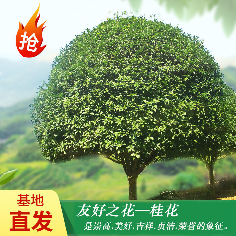 桂花树苗庭院四季金桂