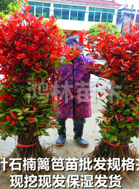 红叶石楠树苗红继木苗金森女贞苗庭院绿化植物四季常青篱笆苗