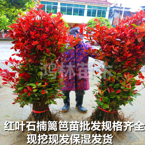 红叶石楠苗庭院绿化植物四季常青