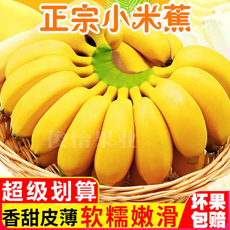 正宗广西小米蕉9斤产地直发香蕉新鲜水果皇帝蕉整箱非苹果蕉芭蕉