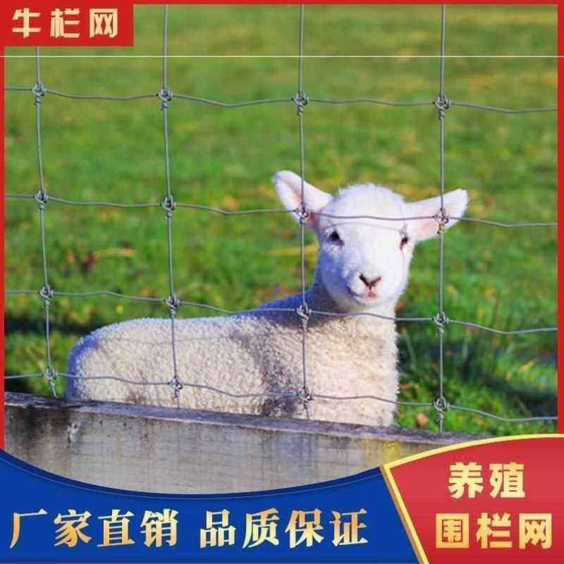 围栏养牛镀锌网铁丝网防锈防护网护栏网果园网牛栏养羊养殖防锈网