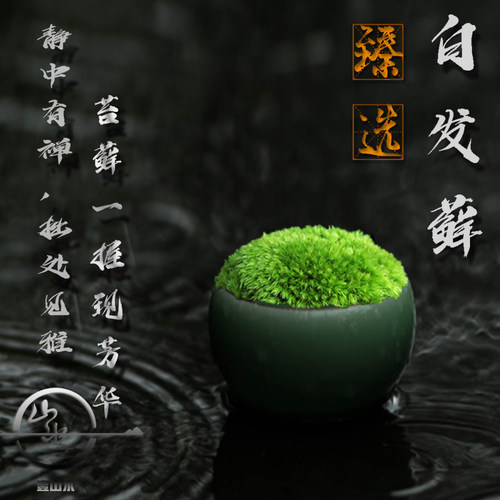 壹山水臻选优质造景的鲜活苔藓