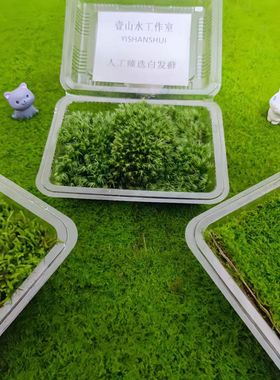 鲜活苔藓微景观植物白发藓生态瓶DIY水陆雨林缸盆载铺面造景青苔