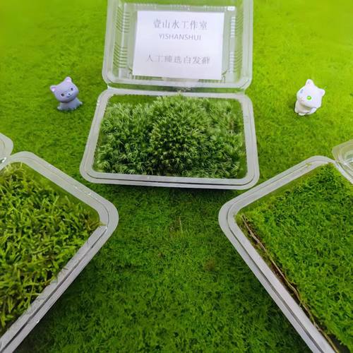 壹山水鲜活造景苔藓实拍系列