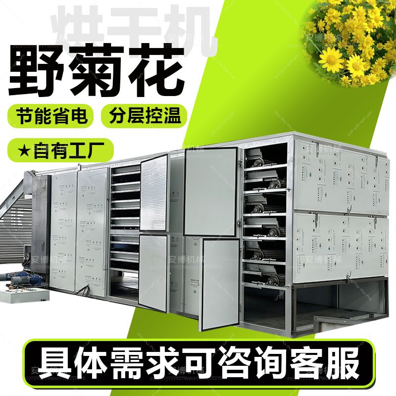 金丝皇菊烘干房野菊花胎菊