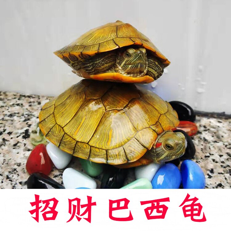 一对情侣龟小乌龟活体宠物龟招财龟小宠长寿龟乌龟活物观赏巴西龟_虎窝淘