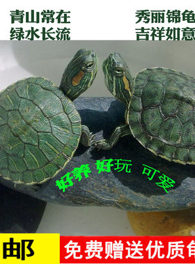 乌龟活物巴西龟宠物龟网红招财龟