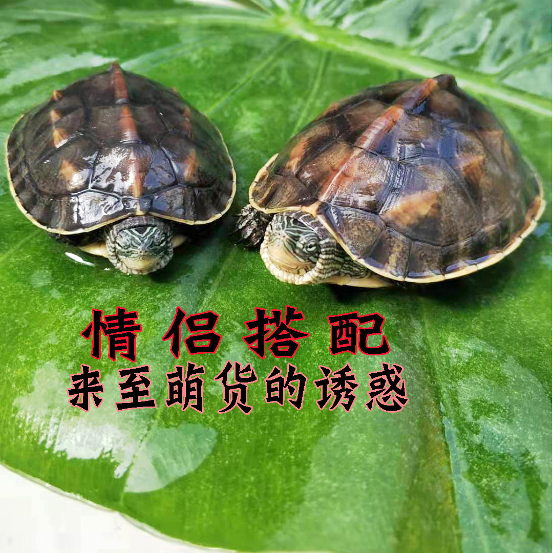 乌龟珍珠龟中华花龟招财龟宠物龟