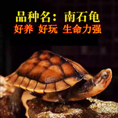 金钱龟活体龟活物观赏网红长寿情侣龟南石金钱龟小青宠物龟小乌龟
