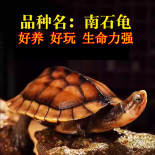 金钱龟活体龟活物观赏网红长寿情侣龟南石金钱龟小青宠物龟小乌龟