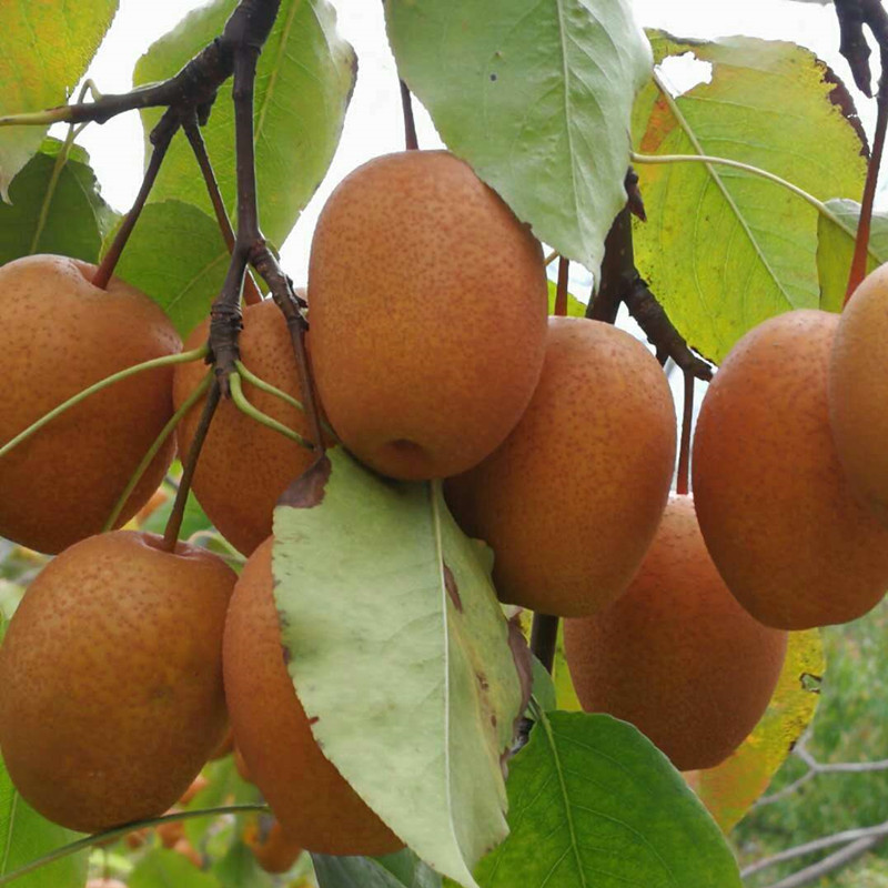 正宗洛宁金珠果沙梨王丑梨秋月梨应季新鲜稀罕水果整箱5斤包邮