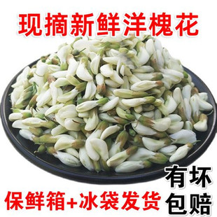 新鲜洋槐花2026年现摘现发冷链运输野菜蔬菜鲜杨槐花骨朵河南包邮