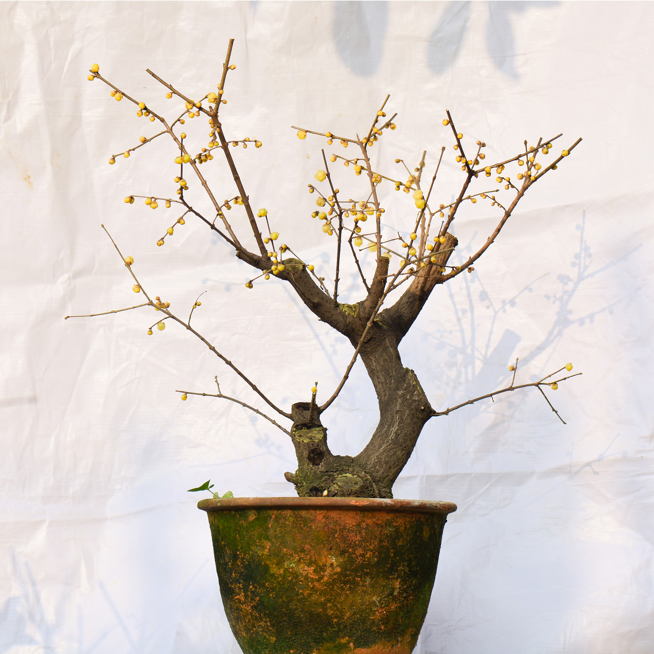 原生非嫁接带龟素心腊梅老桩盆景素材浓香型耐寒盆栽虎蹄蜡梅花