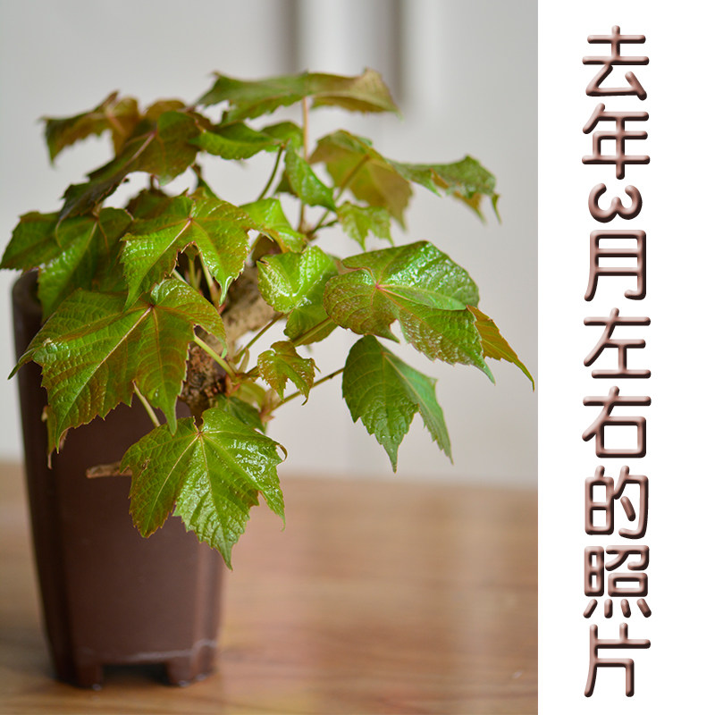 小品悬崖式爬山虎老桩盆景素材春秋红叶赏叶观骨