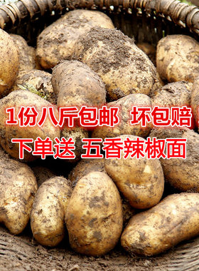 贵州特产毕节黄心洋芋现挖马铃薯