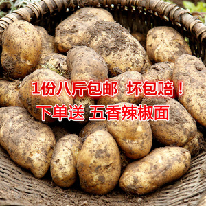 贵州特产毕节黄心洋芋现挖马铃薯