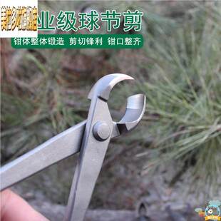 盆景工具球节剪日本球形树瘤球节钳盆景树枝修剪钳专业平口胡桃钳