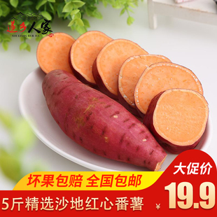 广东湛江遂溪番薯现挖新鲜红薯沙地蜜薯红薯烤红薯地瓜番薯直销