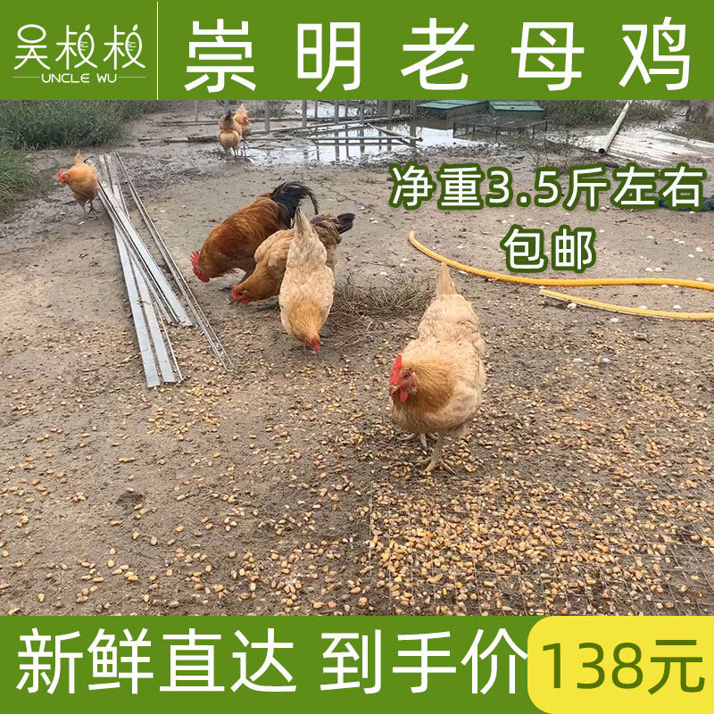 上海崇明老母鸡草鸡走地鸡土鸡月子孕妇鸡包邮