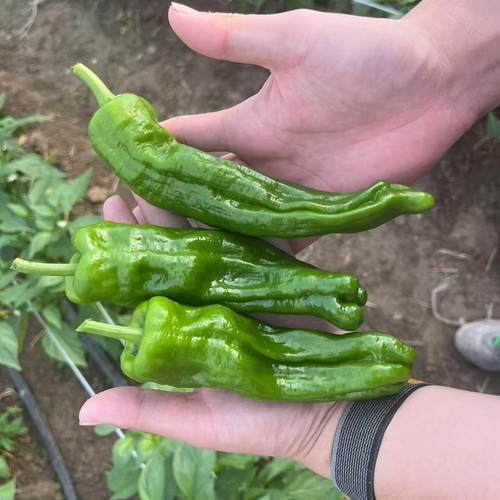 【满120包邮】吴叔叔崇明薄皮椒1斤装