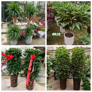 三亚市海棠吉阳区天涯崖州区同城绿植花店公司开业送发财树金钱树