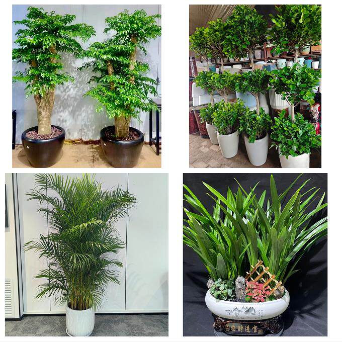 上海市奉贤区金汇四团青村镇同城绿植店送发财树幸福树开业入新居