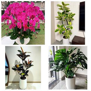 丽水青田缙云遂昌松阳云和县同城绿植花店公司开业送发财树金钱树