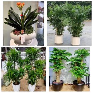 送资阳市雁江区安岳县乐至县同城绿植店送发财树幸福树开业入新居