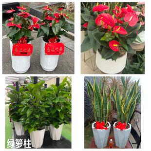 雅安市雨城名山区荥经汉源县花卉店同城配送开业绿植发财树幸福树