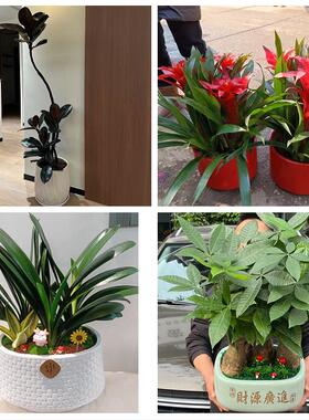 开业乔迁绿植发财树绿萝宝鸡市渭滨金台陈仓区凤翔县同城花店配送