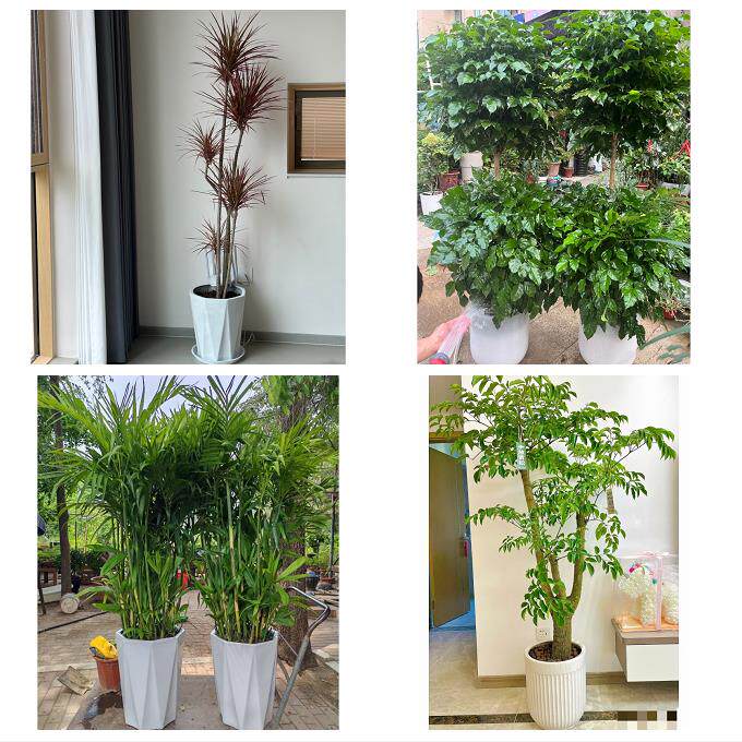 开业乔迁绿植发财树绿萝北京顺义区牛栏山南法信马坡同城花店配送
