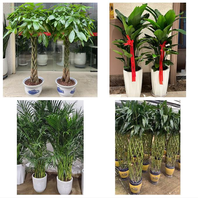 漳州市漳浦诏安长泰县东山县花卉店同城配送开业绿植发财树幸福树