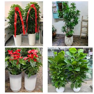 深圳市福田区沙头香蜜湖梅林同城绿植店送发财树幸福树开业入新居