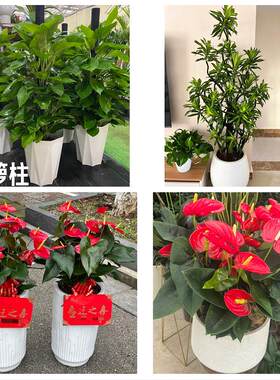 蚌埠市龙子湖区蚌山区禹会区花卉店同城配送开业绿植发财树幸福树