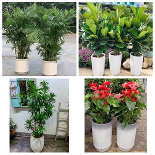 上海长宁区程家桥北新泾新泾同城绿植店送发财树幸福树开业入新居