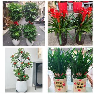 鹤岗市东山兴山区萝北绥滨县花卉店同城配送开业绿植发财树幸福树
