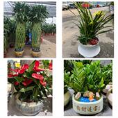 开业乔迁绿植发财树绿萝上海市浦东新区高桥北蔡合庆同城花店配送