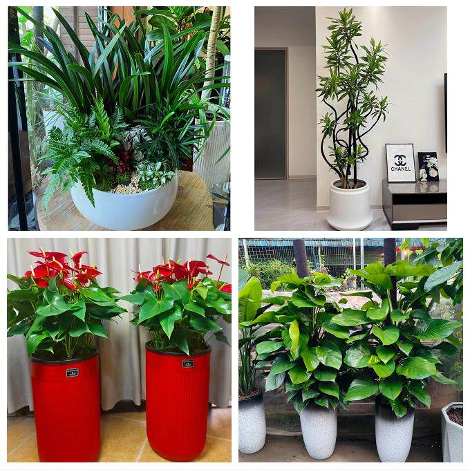 中卫市沙坡头区中宁县海原县同城花店送开业乔迁绿植发财树幸福树