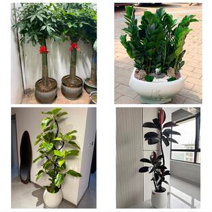 齐齐哈尔富裕克山拜泉讷河市花卉店同城配送开业绿植发财树幸福树