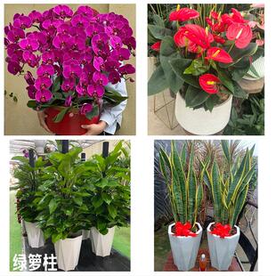 大庆市萨尔图龙凤区让胡路区花卉店同城配送开业绿植发财树幸福树