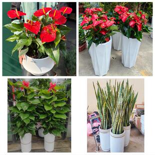 葫芦岛市绥中县建昌县兴城市同城绿植花店公司开业送发财树金钱树