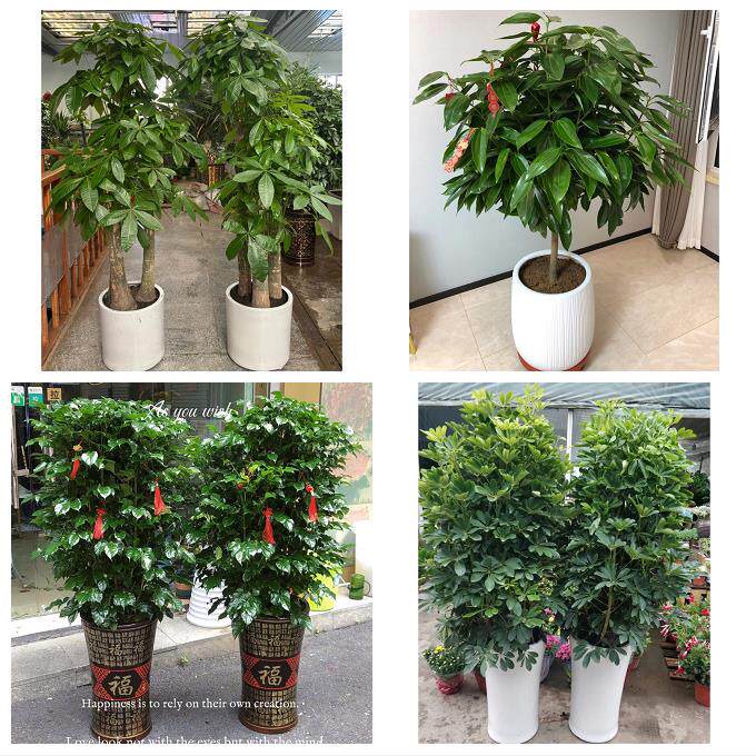 开业乔迁绿植发财树绿萝天水市秦州麦积区清水秦安县同城花店配送