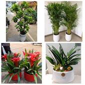 开业乔迁绿植发财树绿萝北京朝阳区垡头南磨房高碑店同城花店配送