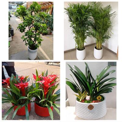 开业乔迁绿植发财树绿萝北京朝阳区垡头南磨房高碑店同城花店配送